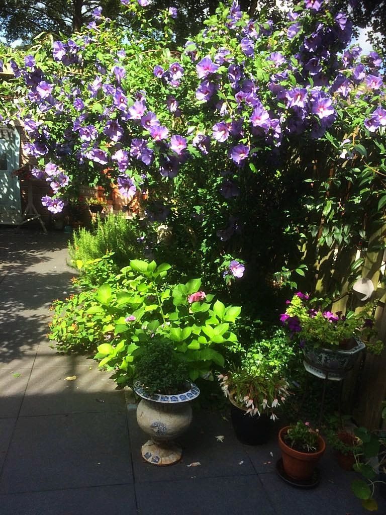 Een weelderige tuin met paarse bloemen, groen blad en potplanten op een zonnige plek.