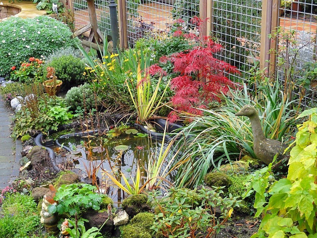 Een weelderige tuinscène met een kleine vijver, waarin diverse planten en een decoratief vogelbeeldje te zien zijn.