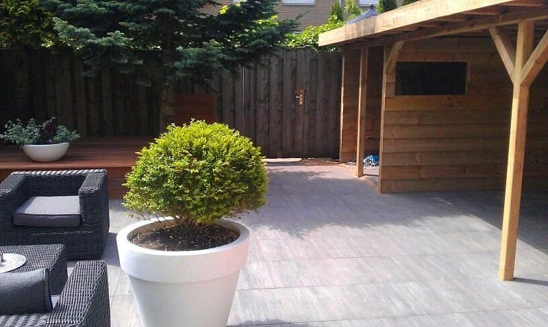 Een groene struik in een witte pot op een terras. Op de achtergrond een houten pergola en een donkerhouten schutting.