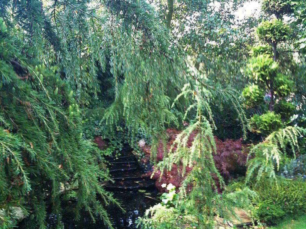Een weelderige groene tuin met treurbomen, een kleine vijver en terrasvormige struiken.