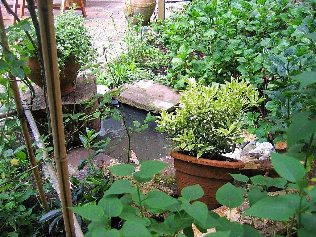 Een tuintafereel met potplanten en groen rondom een ​​kleine vijver.