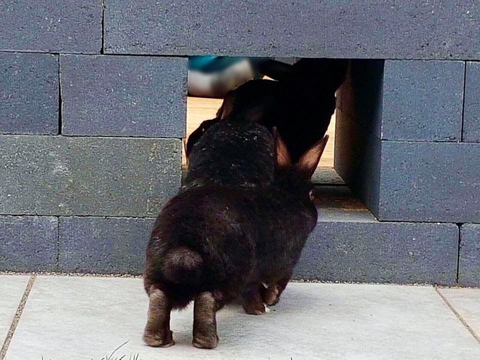 Een zwart konijn wurmt zich door een vierkante opening in een grijze bakstenen muur, waarbij een ander donker dier gedeeltelijk zichtbaar is.