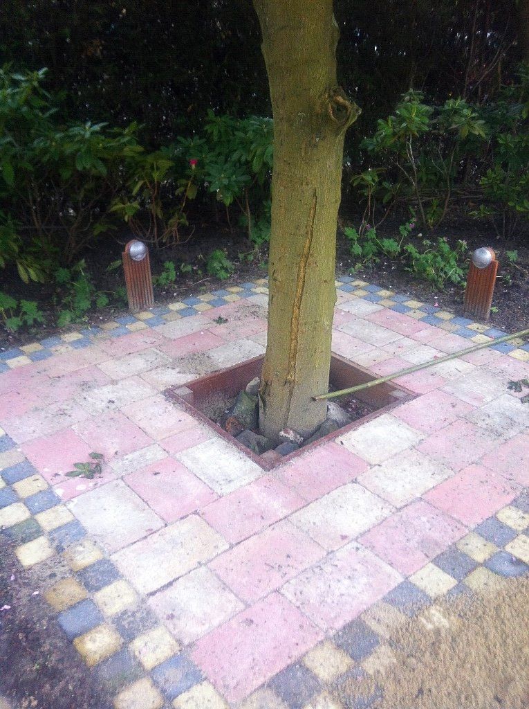 Boomstam met vierkante bakstenen bestrating en decoratieve rand, twee lampen en groen.