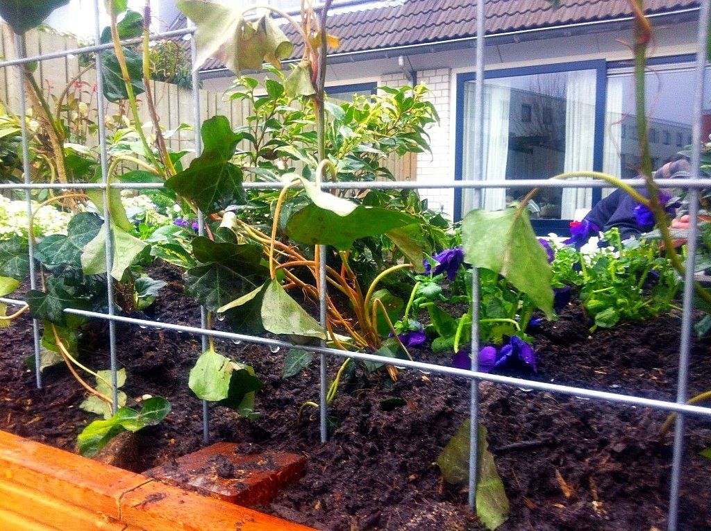 Verhoogd tuinbed met aarde, planten en een draadhek. Bevat groene bladeren en paarse bloemen.