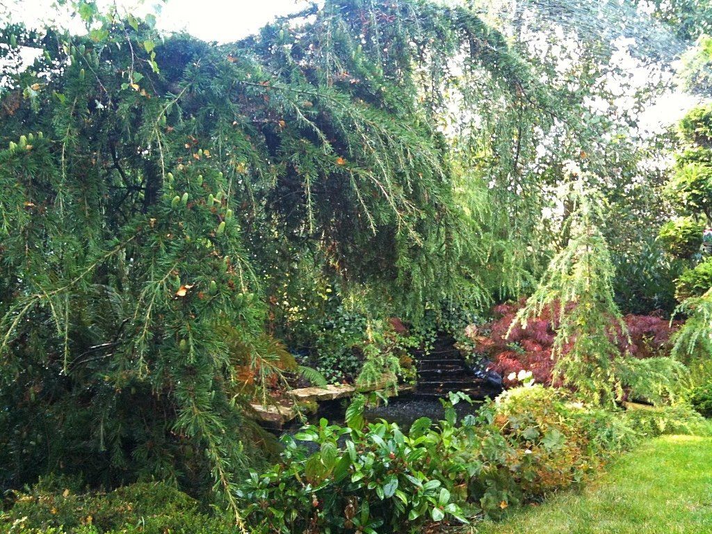 Een weelderige groene tuin met een treurboom die over de grond hangt, een kleine waterval en gevarieerde begroeiing.