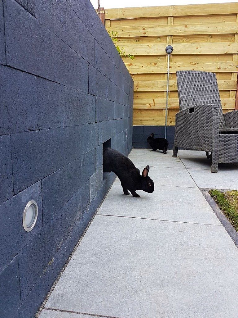 Een zwart konijn komt uit een opening in een donkergrijze muur; op de achtergrond is nog een konijn te zien, op een terras.