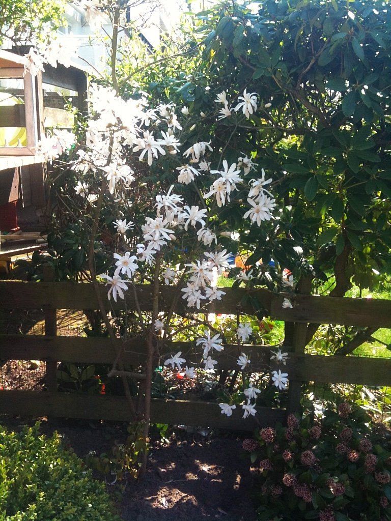 Aan een boom voor een houten schutting en weelderig groen bloeien witte, stervormige bloemen.
