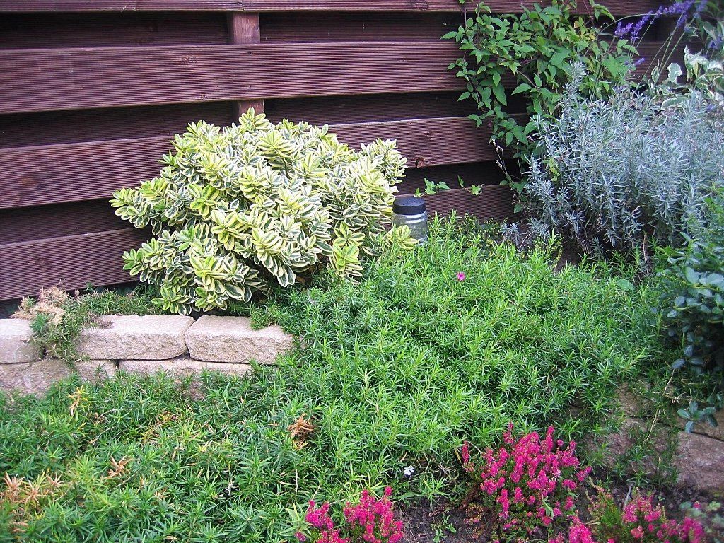 Bloembed met diverse groene en roze bloeiende planten tegen een bruine houten schutting.