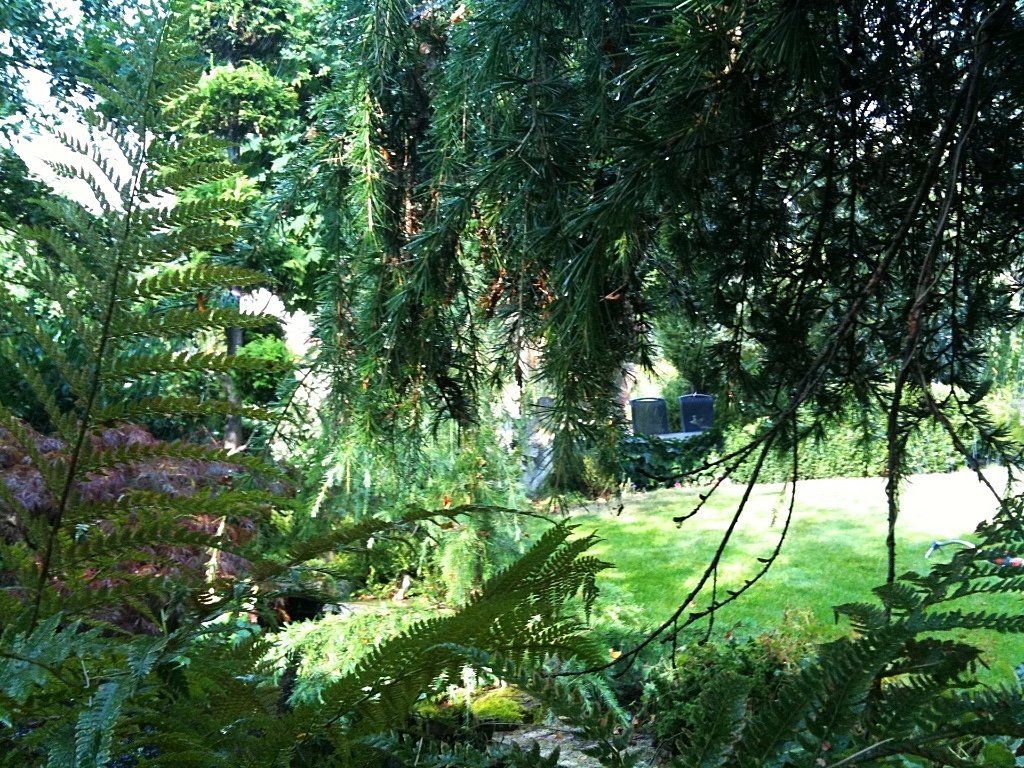 Een weelderig groene tuinscène. Varens en treurbomen omlijsten een open grasveld met in de verte een glimp van een gebouw.