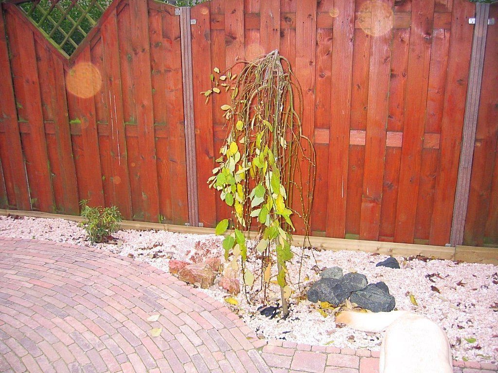 Dode boom met schaarse groene bladeren, vlakbij een rode houten schutting en een stenen terras.