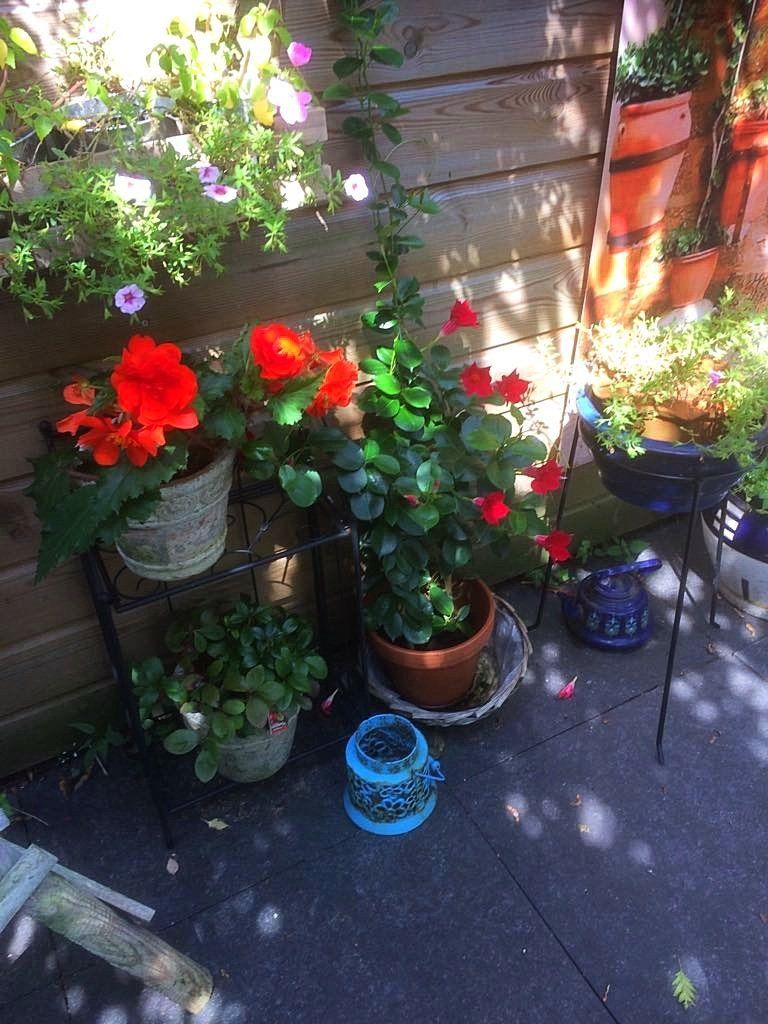 Rode en groene bloeiende planten in potten op een etagère en verspreid over een met bakstenen bestraat terras.