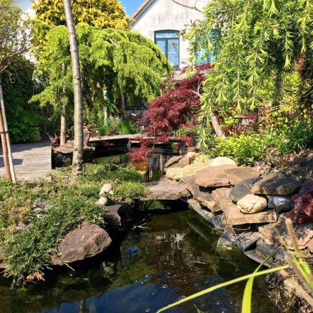 Een weelderige tuin met een vijver, een bruggetje, bomen en een huis op de achtergrond.