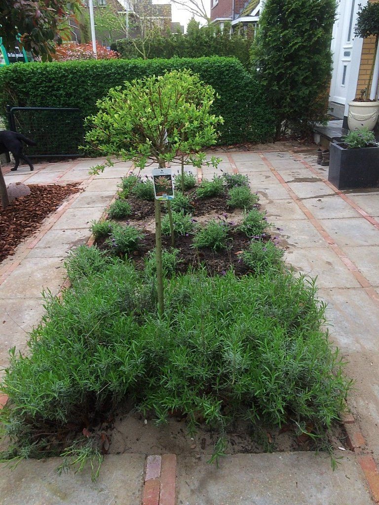 Een bloembed met groene struiken en een kleine boom, omgeven door bakstenen bestrating.