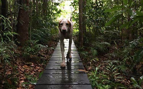 dog on trail dog on trail