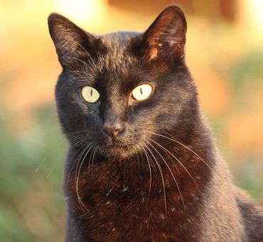 Black cat Black cat that needs to see vet in Darwin