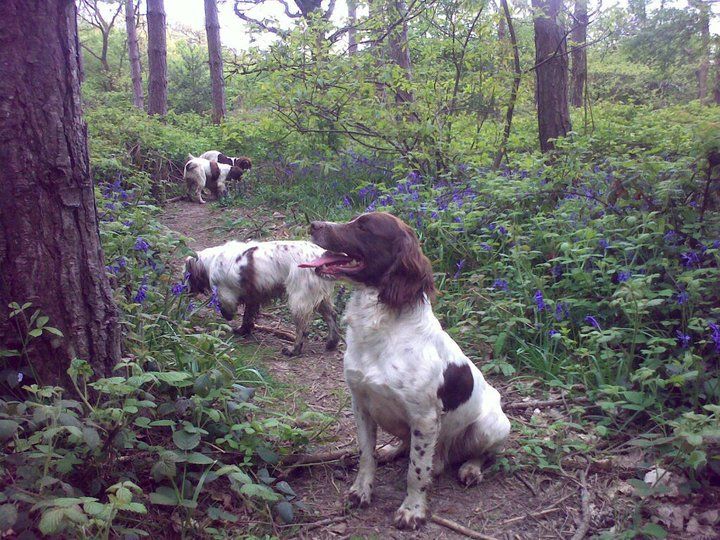 Understanding and mastering your dog's behaviour