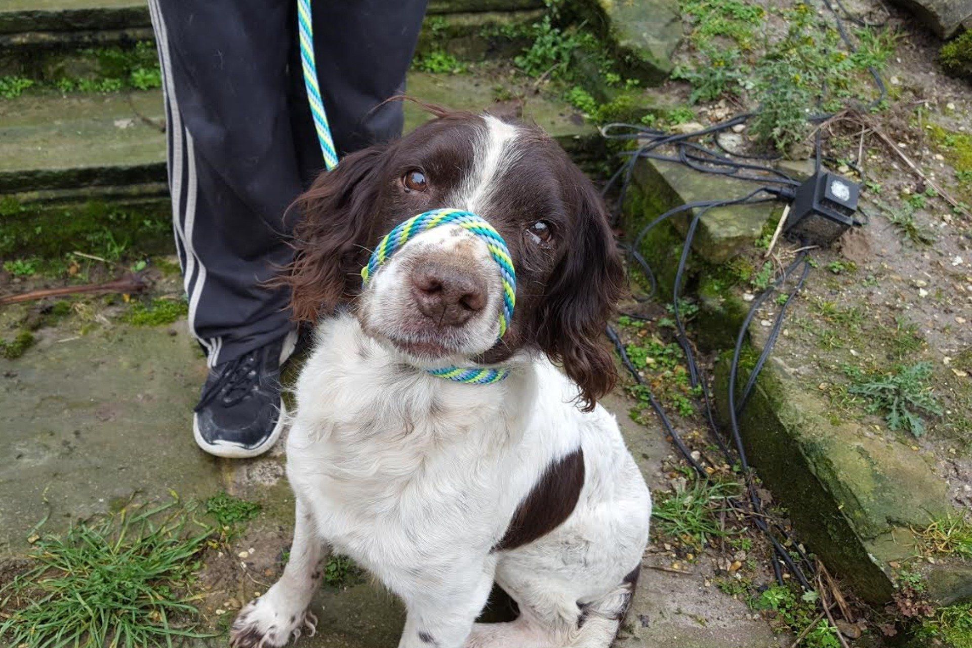Control your dog when out walking and prevent pulling using the figure of 8 slip lead technique