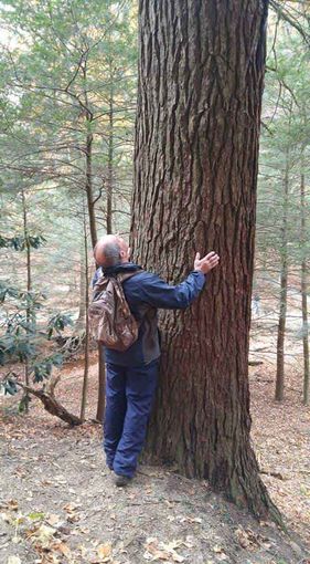 image-435073-Arborist3-min.jpg