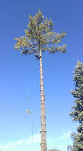 image-435074-Arborist2-min.jpg