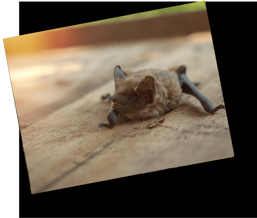 Bat