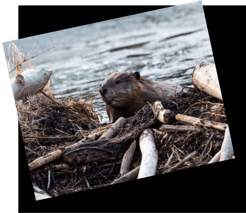 Beaver