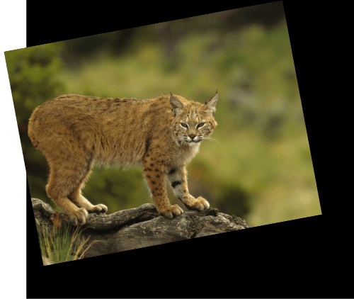 Bobcats