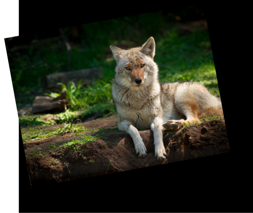 Coyotes