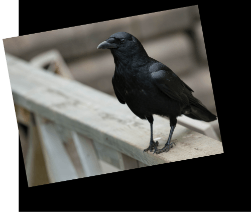 Crows