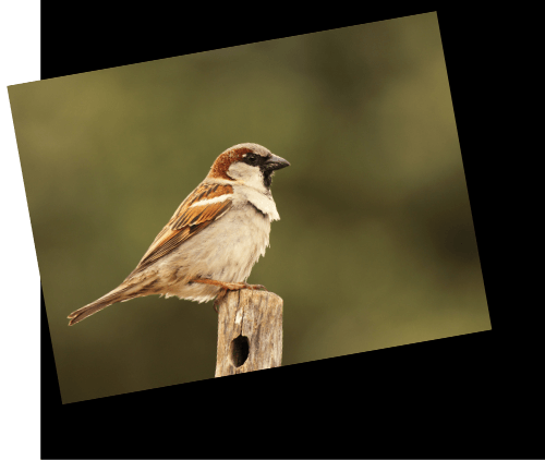 English-Sparrows