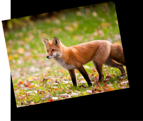Foxes