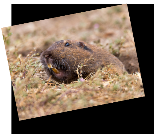 Gopher