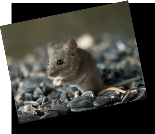 Mice