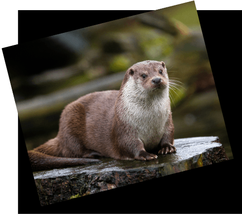 Otter
