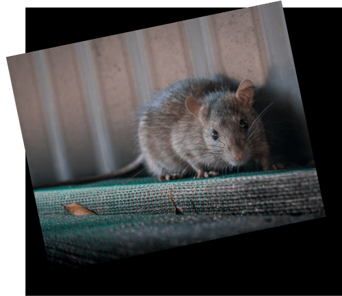 Rat