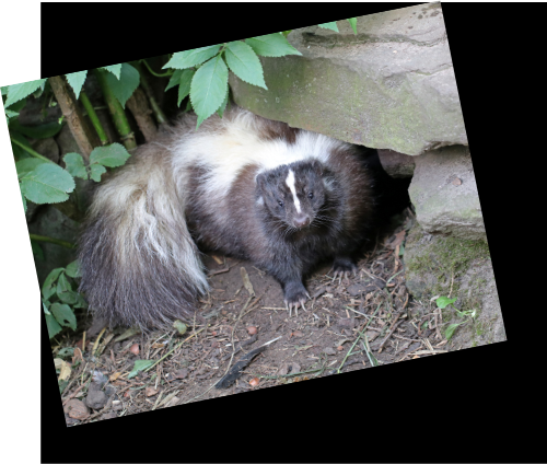 Skunk