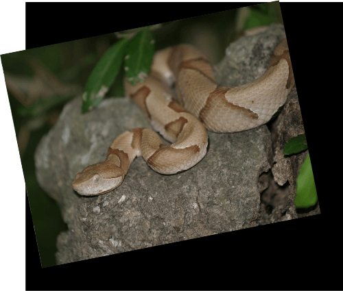 Snake