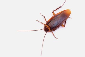 cockroach
