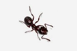 ant