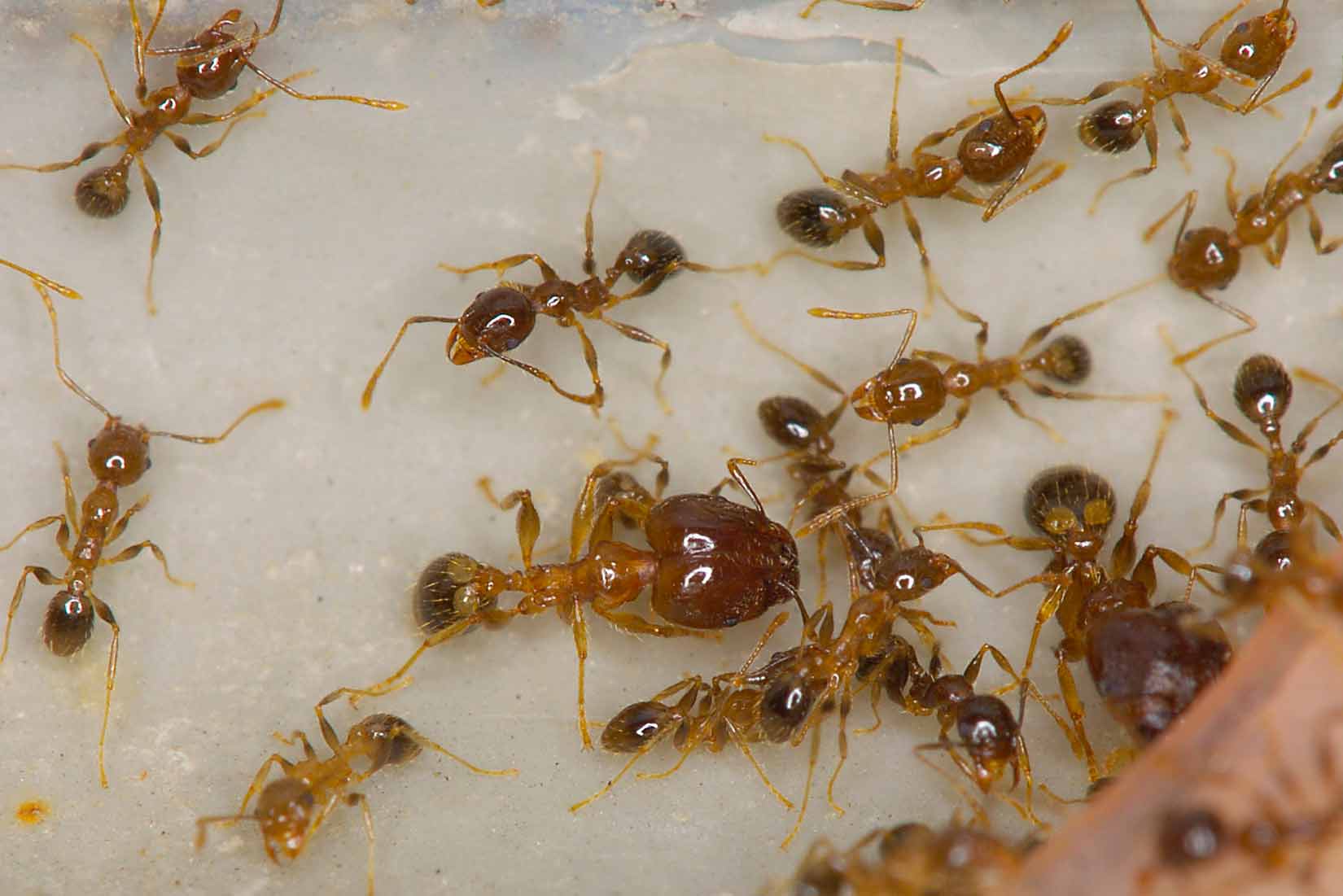 ants