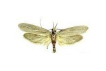 clothes moth