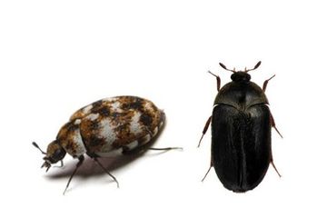 carpet beetles