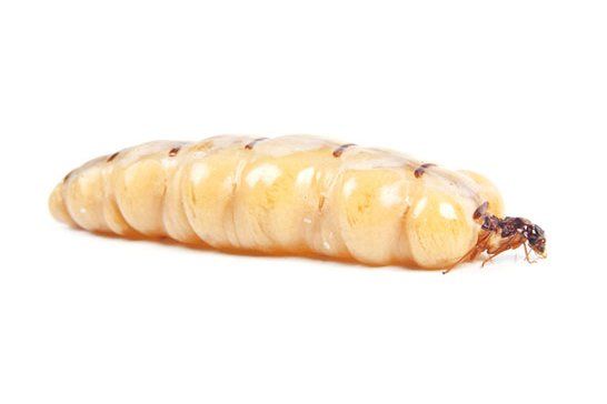 termite queen