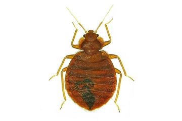 bed bug