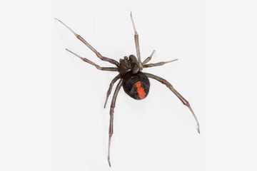 redback spider