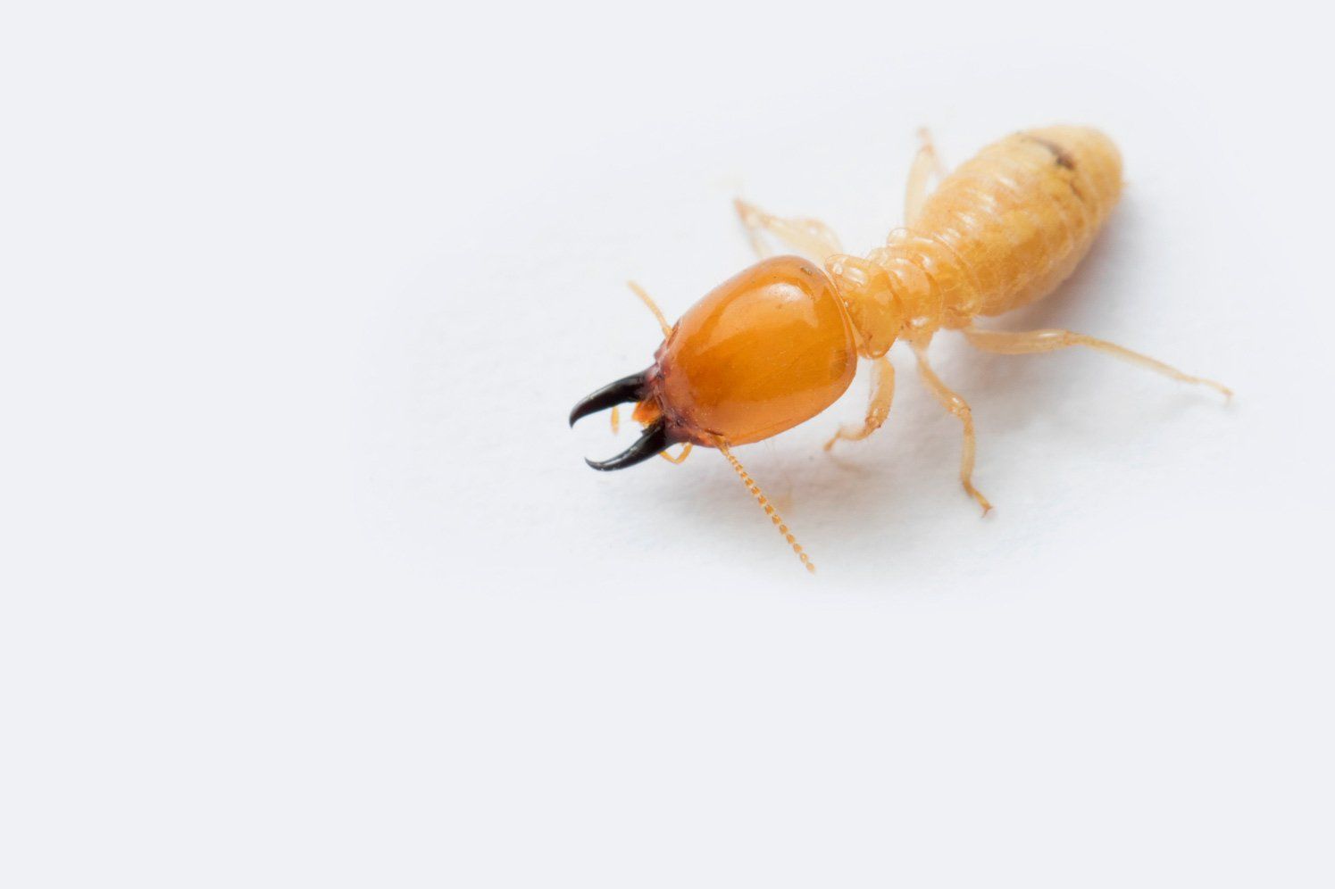 termite soldier