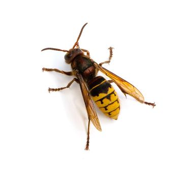 wasp