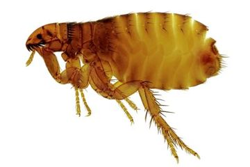 fleas