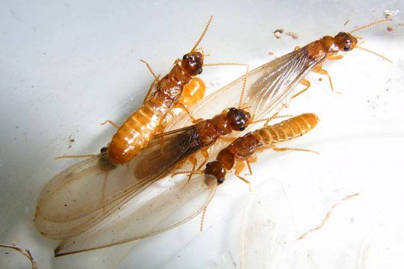 winged termites
