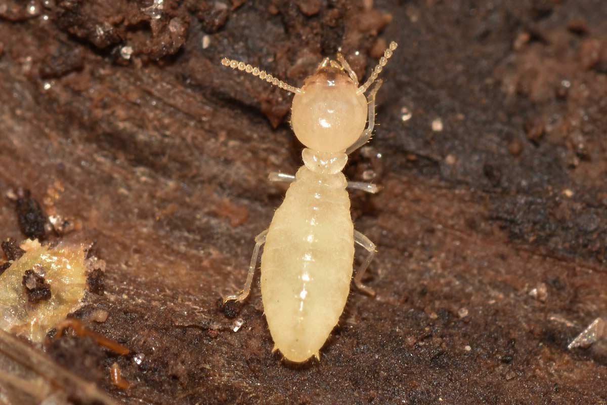 termite worker