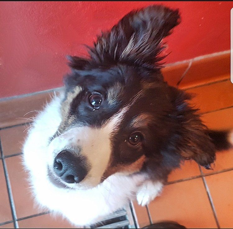a dog face